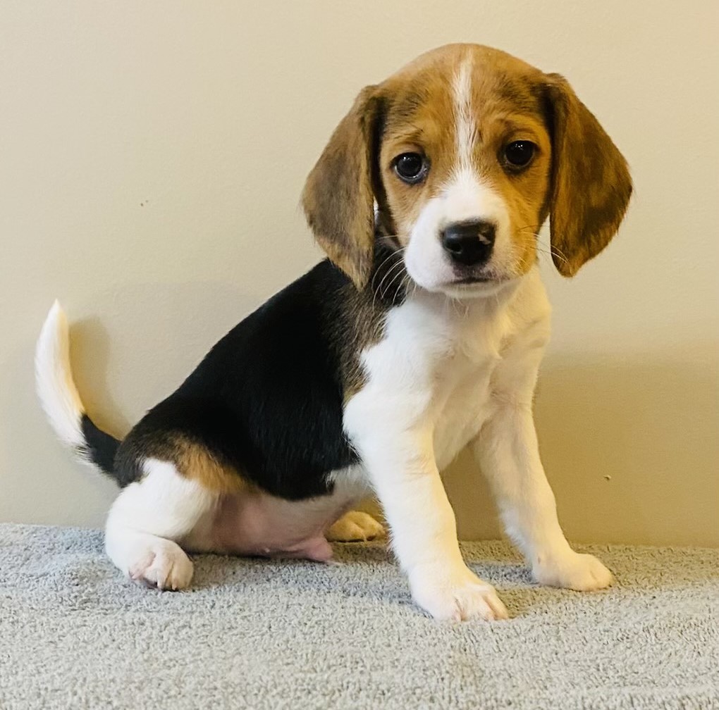 puppy, for, sale, Beagle, Stiehl  Wilson, dog, breeder, Everton, MO, dog-breeder, puppy-for-sale, forsale, nearby, find, puppyfind, locator, puppylocator, aca